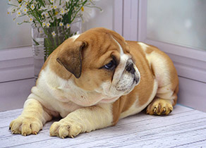 ����� ����������� ��������