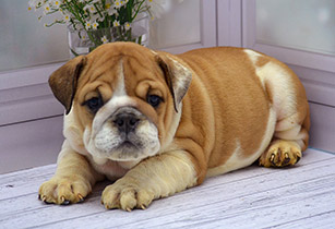 ����� ����������� ��������