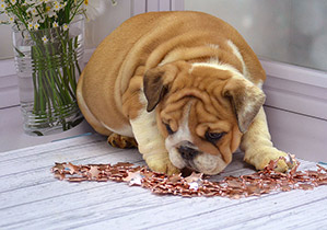 ����� ����������� ��������