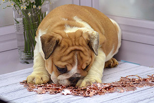 ����� ����������� ��������