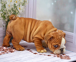 ����� ����������� ��������