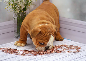 ����� ����������� ��������