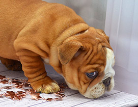 ����� ����������� ��������