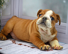 ����� ����������� ��������