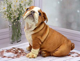 ����� ����������� ��������