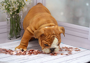 ����� ����������� ��������