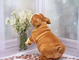 ����� ����������� ��������