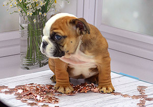 ����� ����������� ��������