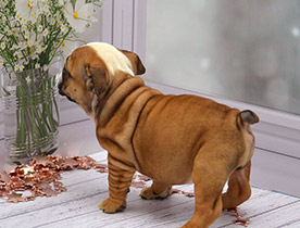 ����� ����������� ��������