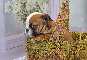 ����� ����������� ��������