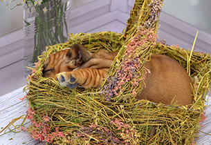 ����� ����������� ��������