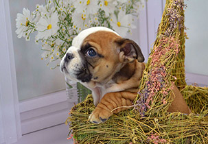 ����� ����������� ��������