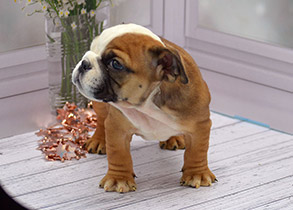 ����� ����������� ��������