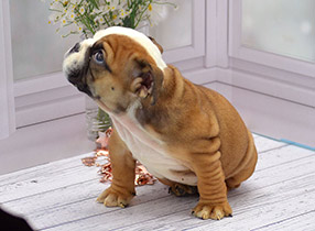 ����� ����������� ��������