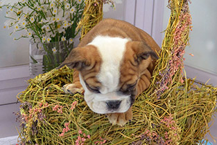 ����� ����������� ��������