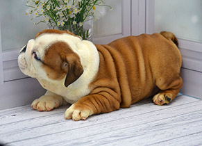 ����� ����������� ��������