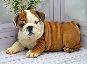 ����� ����������� ��������