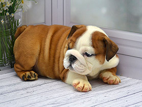 ����� ����������� ��������