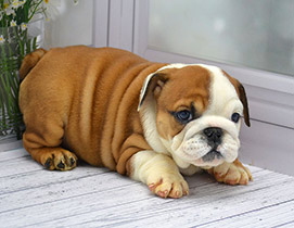 ����� ����������� ��������