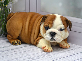 ����� ����������� ��������