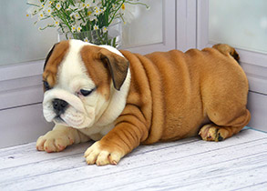 ����� ����������� ��������