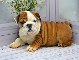 ����� ����������� ��������